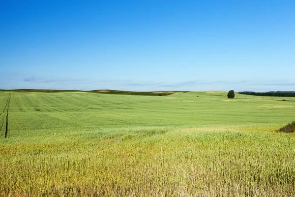 Сільськогосподарське Поле Якому Вирощують Незрілі Молоді Зернові Пшениця Блакитне Небо — стокове фото