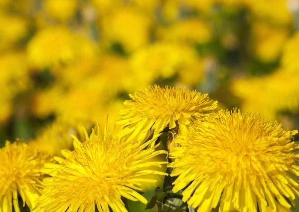 Primo Piano Fotografato Denti Leone Gialli Primavera Profondità Campo Poco — Foto Stock