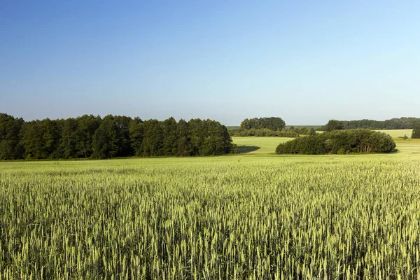 Сільськогосподарське Поле Якому Росте Зелена Нерозріджена Пшенична Трава Пейзаж Фоні — стокове фото