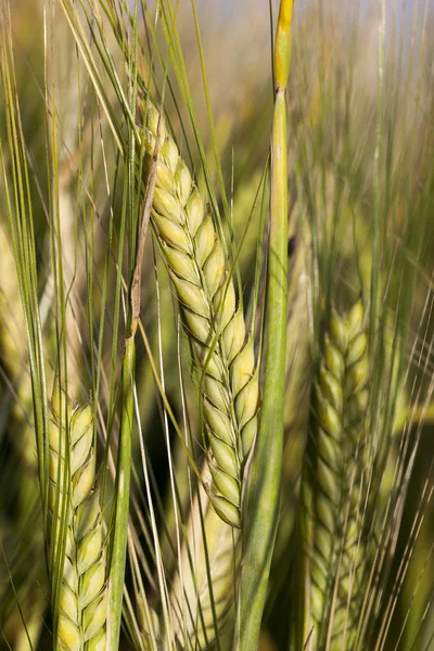 种植未成熟谷物和小麦的农田 — 图库照片