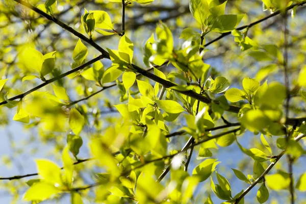 Sfotografowane Zbliżenie Zielonych Liści Lipy Porze Wiosennej Roku Mała Głębokość — Zdjęcie stockowe