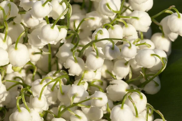 Fehér Virágok Szirmok Tavaszi Nyár Flóra — Stock Fotó