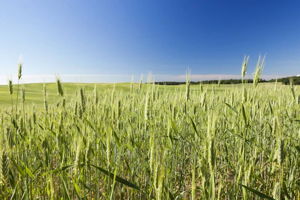 Γεωργικός Τομέας Στον Οποίο Καλλιεργούνται Ανώριμα Σιτηρά Σιτάρι — Φωτογραφία Αρχείου