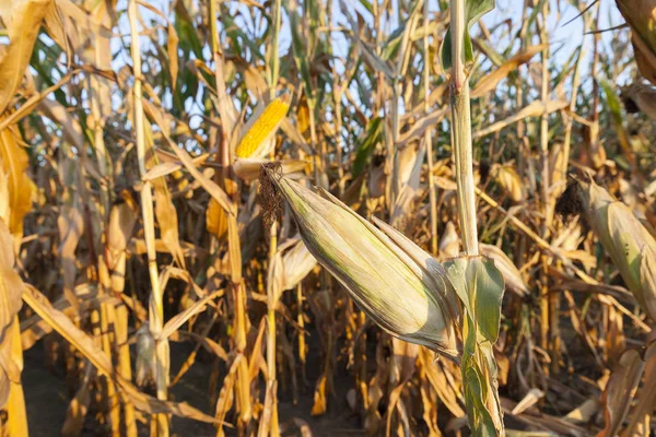 Campo Agrícola Que Crece Listo Para Recolección Maíz Amarillento — Foto de Stock