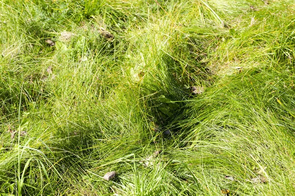 Πράσινο Γρασίδι Μεγαλώνει Στο Πάρκο Φωτογραφία Τραβήχτηκε Από Κοντά Μικρό — Φωτογραφία Αρχείου