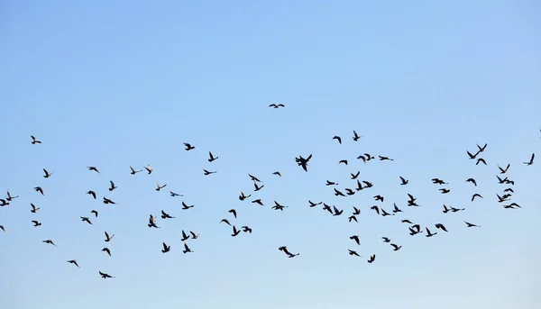 Fotografiado Primer Plano Cielo Azul Que Una Bandada Aves Volando —  Fotos de Stock