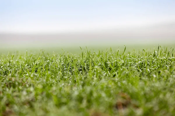 Photographed Close Young Grass Plants Green Wheat Growing Agricultural Field — Stock Photo, Image