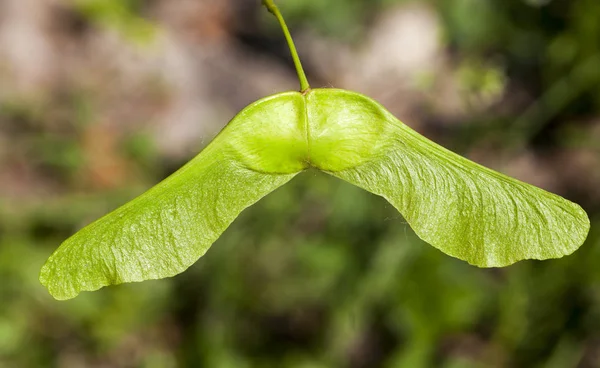 Fotograferas Närbild Omogna Gröna Lönnfrön Som Finns Trädet Liten Skärpedjup — Stockfoto