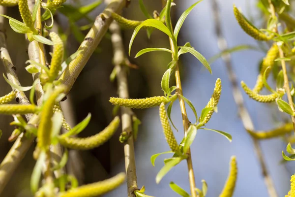 Fotografoval Mladé Zelené Listy Stromech Jarním Období Roce Měsíci Dubnu — Stock fotografie