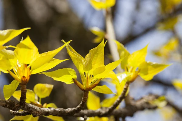 Fotografierte Junge Grüne Blätter Den Bäumen Der Frühlingszeit Des Jahres — Stockfoto