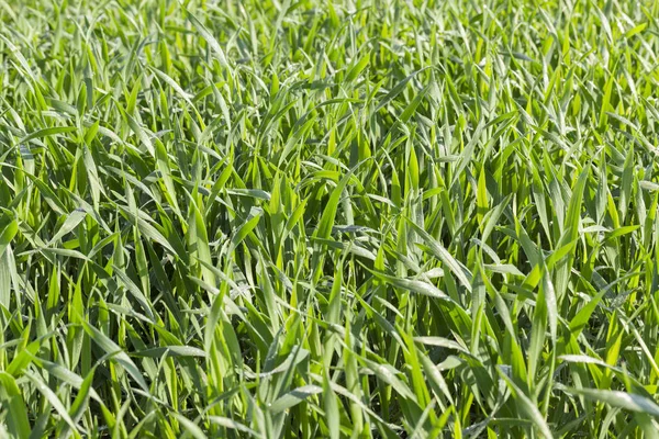 Campo Agrícola Que Crecen Cereales Jóvenes Inmaduros Trigo — Foto de Stock