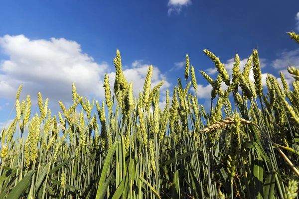 Campo Agrícola Que Cultivan Cereales Inmaduros Trigo —  Fotos de Stock