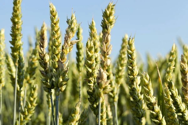 Ackerland Auf Dem Unreife Junge Getreidesorten Wachsen Weizen Blauer Himmel — Stockfoto