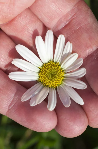 Fotografado Close Camomila Flor Margarida Com Pétalas Brancas — Fotografia de Stock