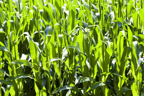Grüner Mais Aus Nächster Nähe Fotografiert Unreifer Mais — Stockfoto