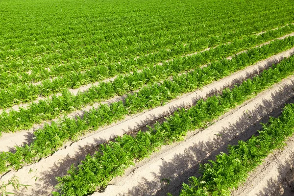 Fotografiado Primer Plano Campo Agrícola Que Crecen Brotes Verdes Zanahorias —  Fotos de Stock