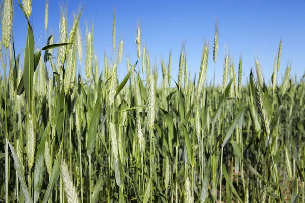 Campo Agrícola Qual Crescem Cereais Jovens Imaturos Trigo Céu Azul — Fotografia de Stock