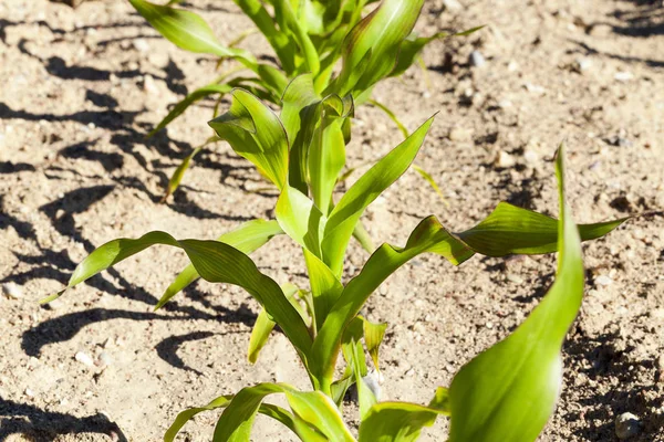Сельскохозяйственное Поле Выращивается Кукуруза Незрелый Урожай Зеленый Крупный План — стоковое фото
