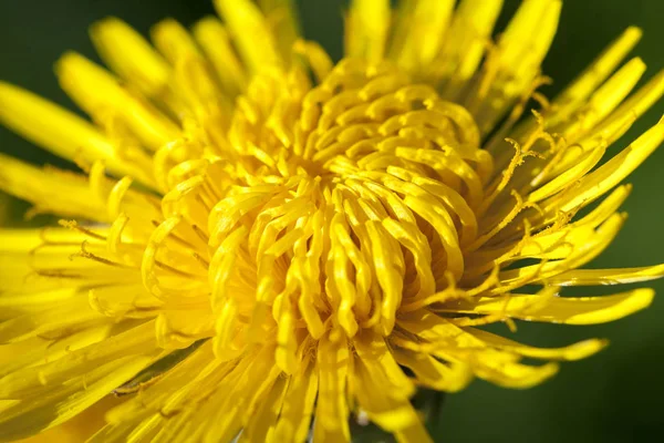 Photographed Close Yellow Dandelions Springtime Shallow Depth Field — Stock Photo, Image