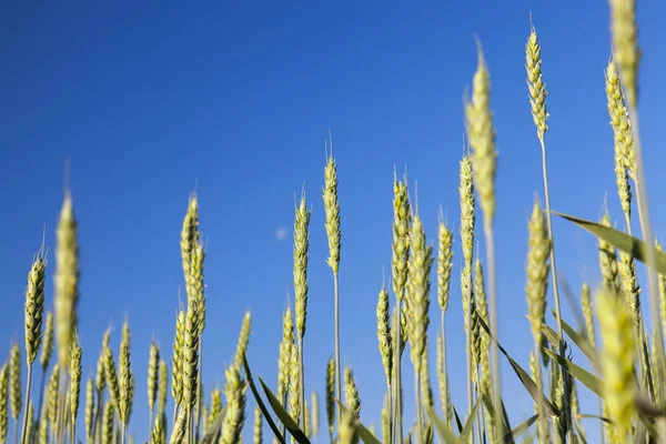 Zemědělské Pole Kterém Pěstují Nezralé Mladé Obiloviny Pšenice Modrá Obloha — Stock fotografie