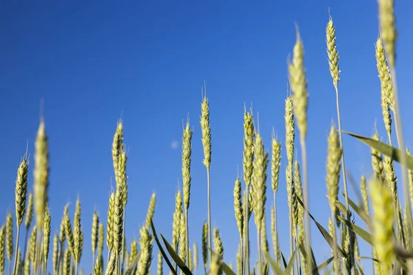 Landbouwgebied Waarop Onrijpe Jonge Granen Tarwe Groeien Blauwe Lucht Achtergrond — Stockfoto