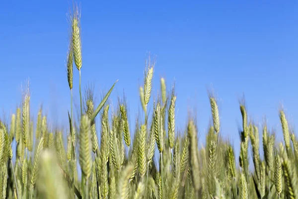Zemědělské Pole Kterém Pěstují Nezralé Obiloviny Pšenice — Stock fotografie