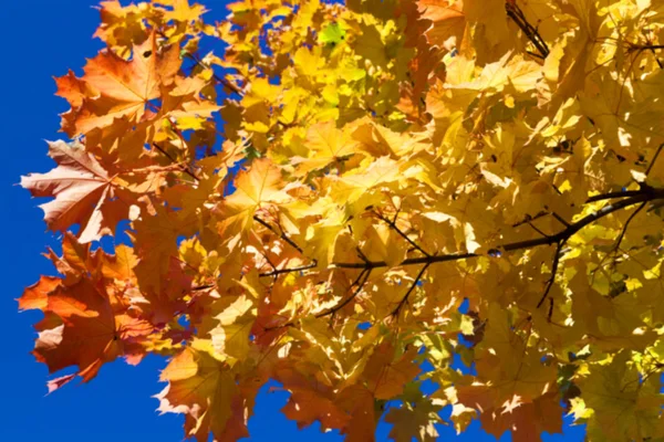 Fotografowane Drzew Liści Jesienią Lokalizacji Park Rozmycie — Zdjęcie stockowe