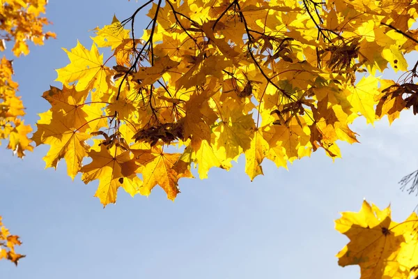 秋には木の上に黄色いカエデの葉を撮影しました 背景の青い空の公園 撮影した写真 — ストック写真
