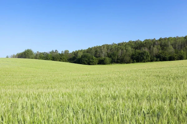 Champ Agricole Sur Lequel Poussent Jeunes Céréales Immatures Blé Ciel — Photo