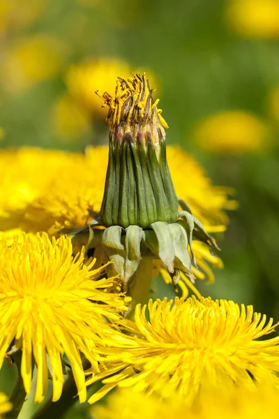 Photographed Close Yellow Dandelions Springtime Shallow Depth Field — Stock Photo, Image