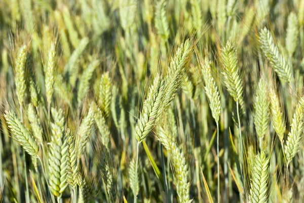 Nahaufnahme Fotografierte Ähren Unreifen Grünen Weizens Geringe Schärfentiefe — Stockfoto