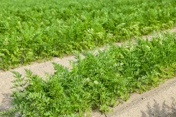 Nahaufnahme Eines Landwirtschaftlichen Feldes Auf Dem Grüne Triebe Von Möhren — Stockfoto