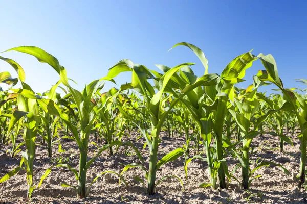 Ackerland Auf Dem Mais Angebaut Wird Unreife Grüne Ernte Von — Stockfoto
