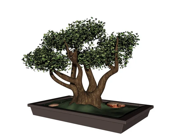 Bonsai Ağacı Bitki Dallar — Stok fotoğraf