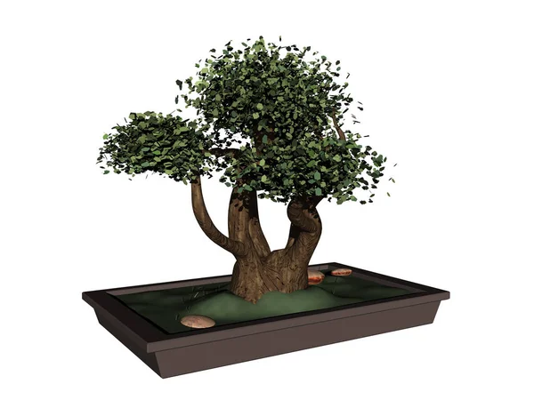 Δέντρο Χλωρίδα Και Κλαδιά Bonsai — Φωτογραφία Αρχείου