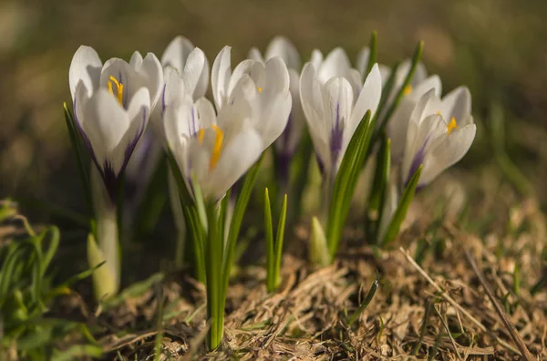 Lawn Crocuses Spring Flowers Petals — Stock Photo, Image