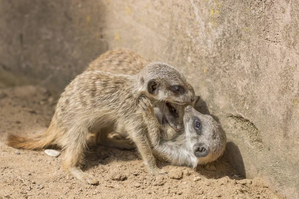 Suricatta Selvagem Animal Meerkat — Fotografia de Stock