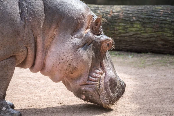 Hippopotame Animal Hippopotame Sauvage — Photo