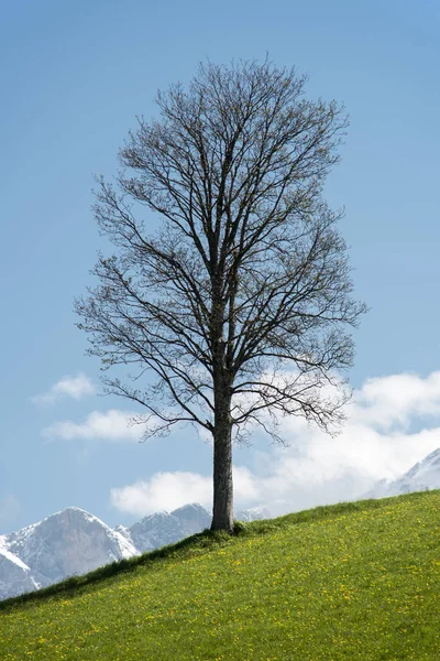 Single Standing Tree Front Snowy Peaks Alps Spring Mood — Stock Photo, Image