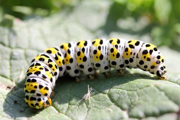 Die Perle Der Königskerze Shargacucullia Verbasci Einer Motte — Stockfoto