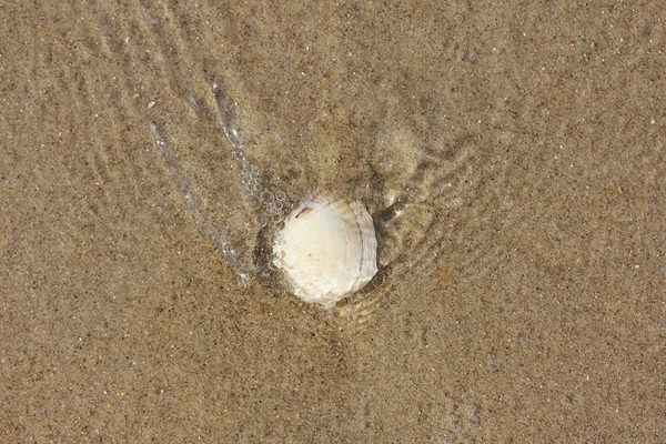 Морская Раковина Покрытая Морской Водой Лежит Песке — стоковое фото