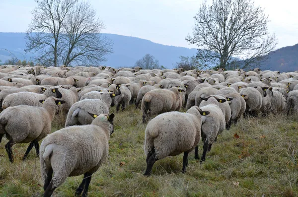 Landsliv Selektivt Fokus — Stockfoto