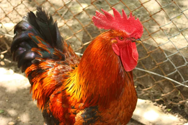 Vermelho Galo Naturaly Cresceu Bio Fazenda — Fotografia de Stock