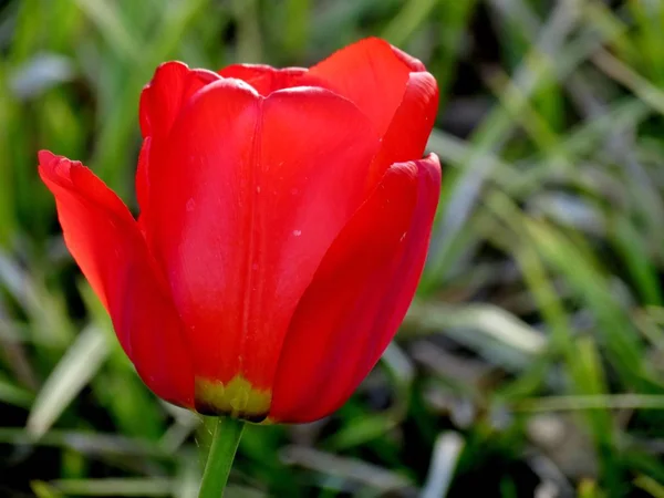 Tulipány Okvětní Lístky Jarní Flóra — Stock fotografie