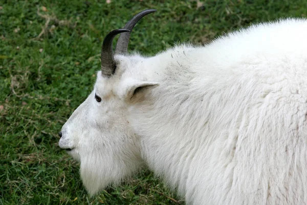 Mountain Goat Animal Nature — Stock Photo, Image