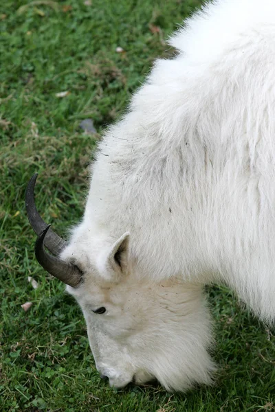 Chèvre Montagne Animal Dans Nature — Photo