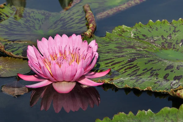 Water Lily Flowers Petals Pond Flora — Stock Photo, Image