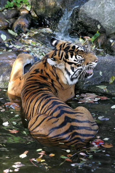 Animal Tigre Listrado Predador Selvagem — Fotografia de Stock