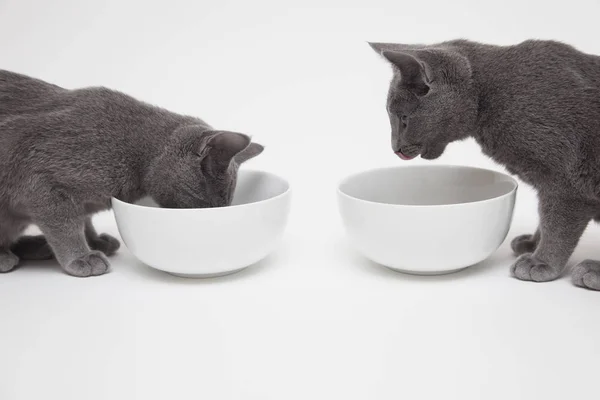 Studio Shot Van Twee Russische Blauwe Kittens Een Eten Van — Stockfoto