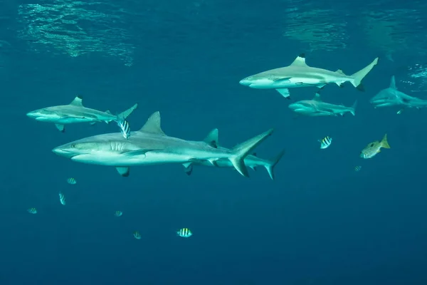 Tubarões Recife Subaquáticos Ilha Uepi Jetty Nova Bretanha Ilhas Salomão — Fotografia de Stock